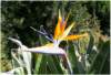 birdofparadise_small.jpg