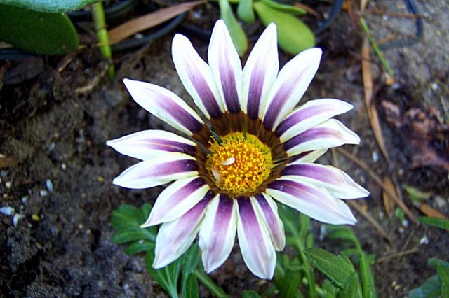 gazania.jpg