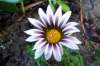 gazania_small.jpg