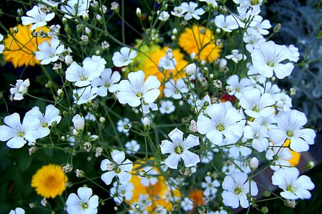 ourflowers8.jpg