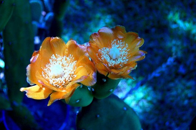 pricklypearcactusflower.jpg