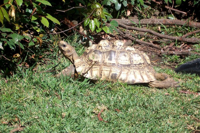 africanspurredtortoisesantabarbarazoo.jpg