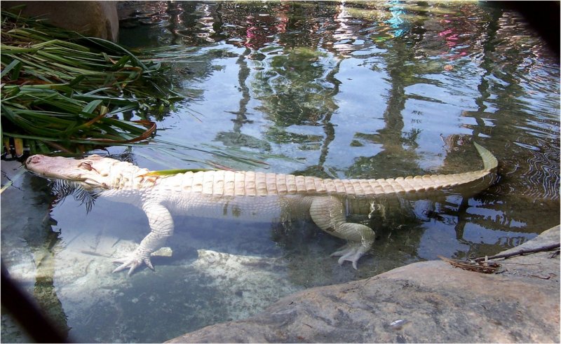 albinoalligatorlosangeleszoo.jpg