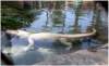 albinoalligatorlosangeleszoo_small.jpg