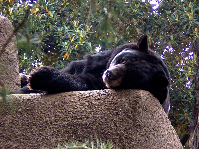 americanblackbearlosangeleszoo.jpg