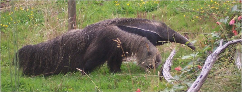 anteatersanfransicozoo.jpg