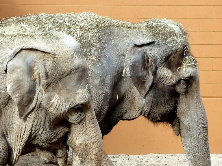 asianelephantslosangeleszoo.jpg