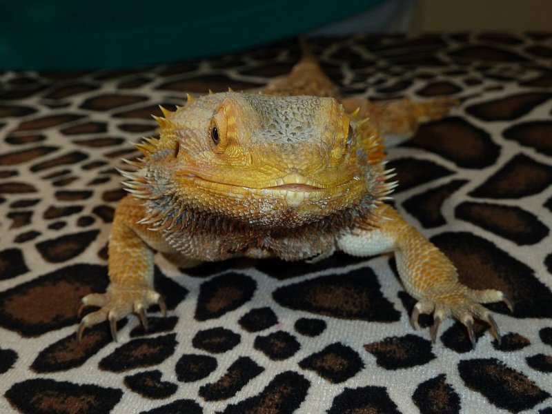 beardeddragon.jpg