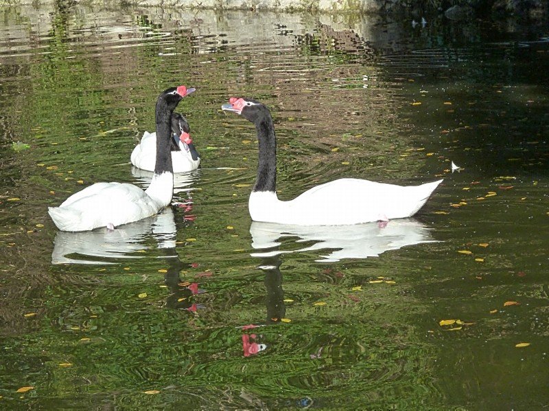 blackneckswanslosangeleszoo.jpg