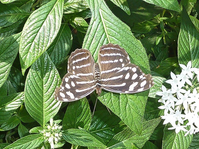 butterflybutterflywonderlandphoenixaz10.jpg