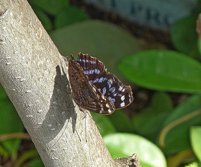 butterflybutterflywonderlandphoenixaz11.jpg
