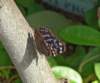 butterflybutterflywonderlandphoenixaz11_small.jpg