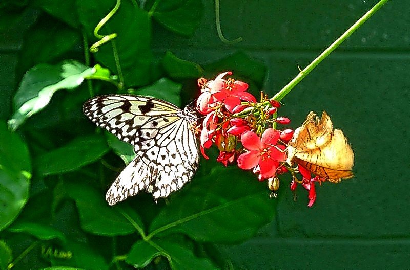 butterflybutterflywonderlandphoenixaz12.jpg