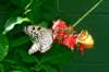 butterflybutterflywonderlandphoenixaz12_small.jpg