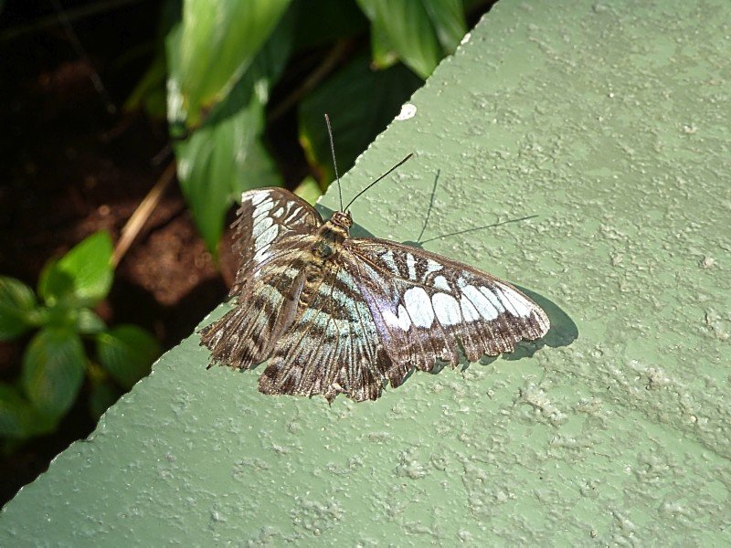 butterflybutterflywonderlandphoenixaz4.jpg