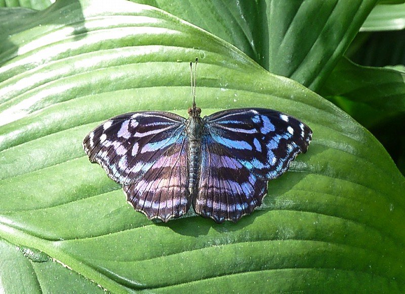 butterflybutterflywonderlandphoenixaz5.jpg