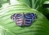 butterflybutterflywonderlandphoenixaz5_small.jpg