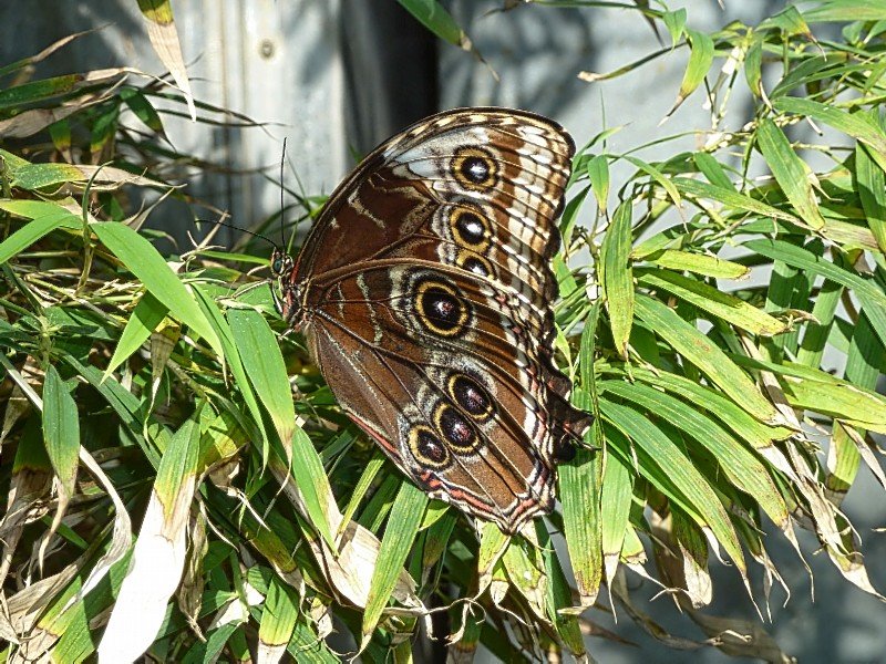 butterflybutterflywonderlandphoenixaz6.jpg