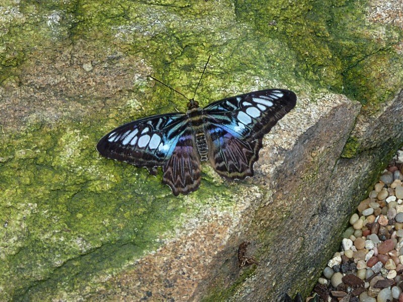 butterflybutterflywonderlandphoenixaz7.jpg