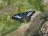 butterflybutterflywonderlandphoenixaz7_small.jpg