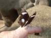 butterflybutterflywonderlandphoenixaz9_small.jpg