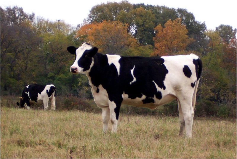 dairycowsnashvilletn.jpg