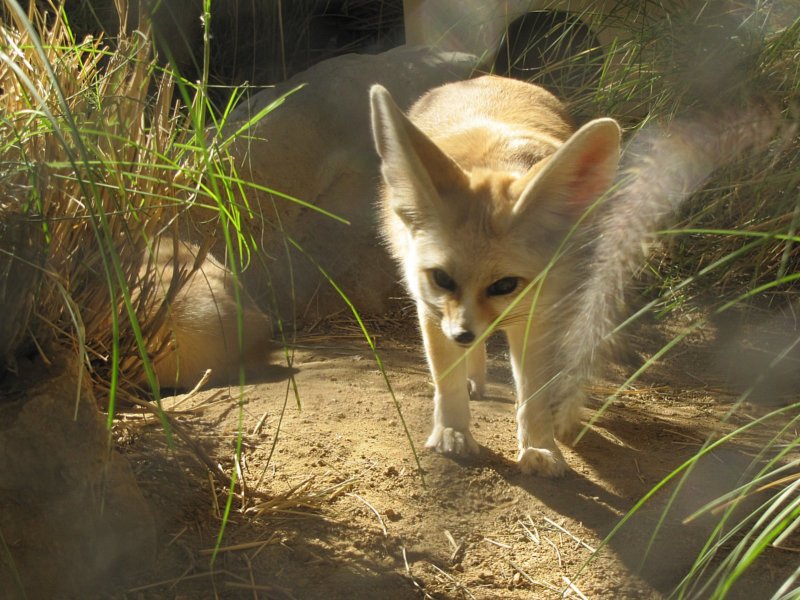 fennecfoxlosangeleszoo.jpg