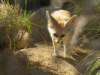 fennecfoxlosangeleszoo_small.jpg