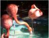 flamingoscharlespaddockzooatascaderoca_small.jpg