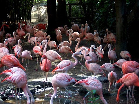 flamingoslosangeleszoo.jpg