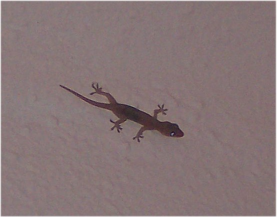 geckoonthewallpuertovallartamexico.jpg