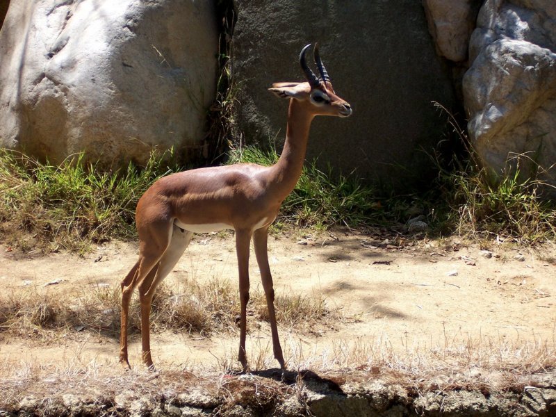 gerenuklosangeleszoo.jpg