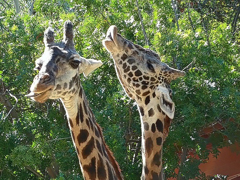 giraffeslosangeleszoo.jpg