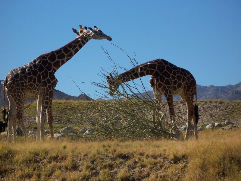 giraffespalmdesertlivingdesertmuseum.jpg