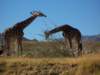 giraffespalmdesertlivingdesertmuseum_small.jpg