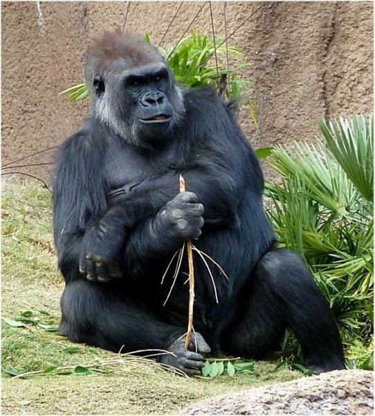 gorillalosangeleszoo.jpg