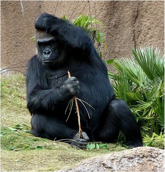 gorillalosangeleszoo2.jpg