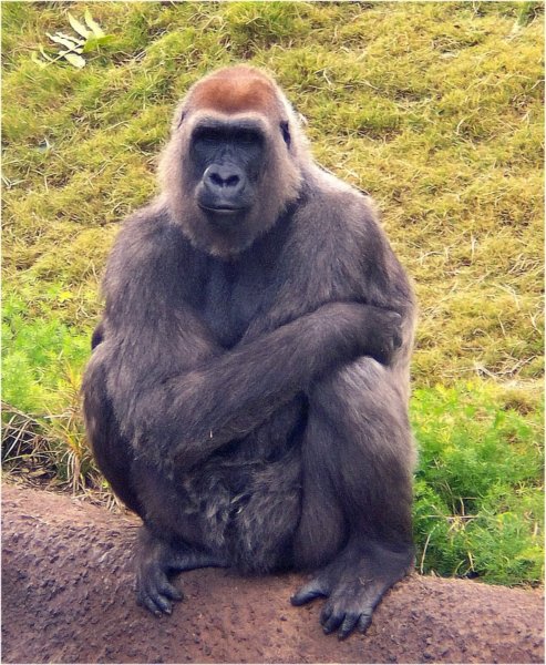 gorillalosangeleszoo3.jpg