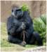 gorillalosangeleszoo_small.jpg