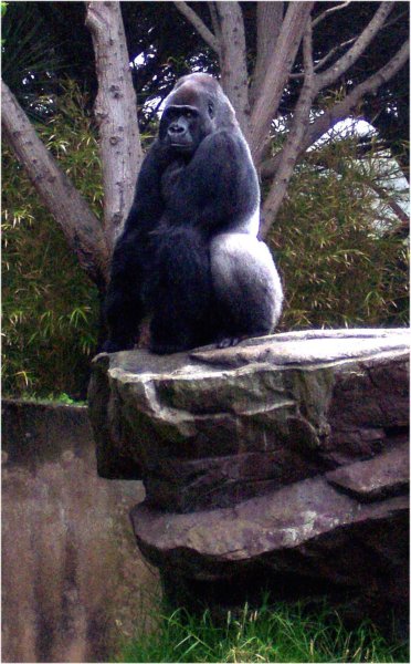 gorillasanfranciscozoo.jpg