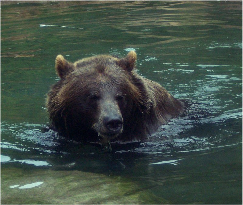 grizzlybearsanfranciscozoo.jpg