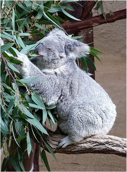 koalabearlosangeleszoo.jpg