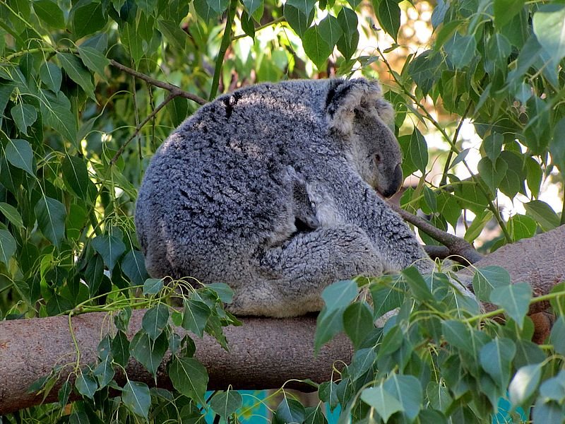 koalabearlosangeleszoo2.jpg