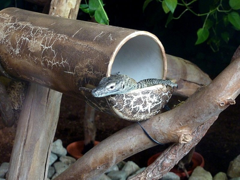 komododragonbabylosangeleszoo.jpg