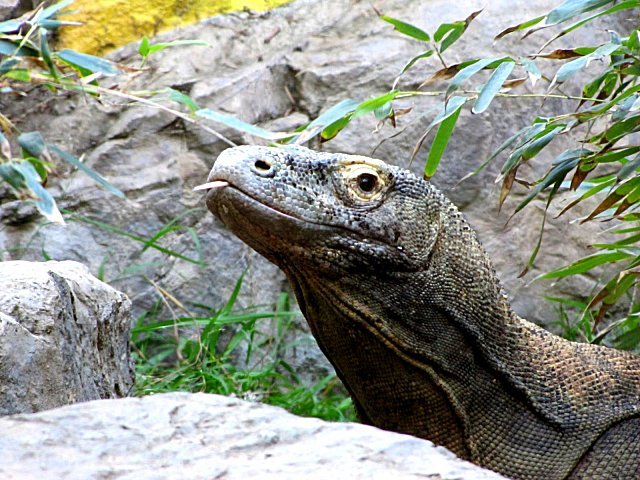 komododragonlosangeleszoo.jpg