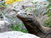 komododragonlosangeleszoo_small.jpg