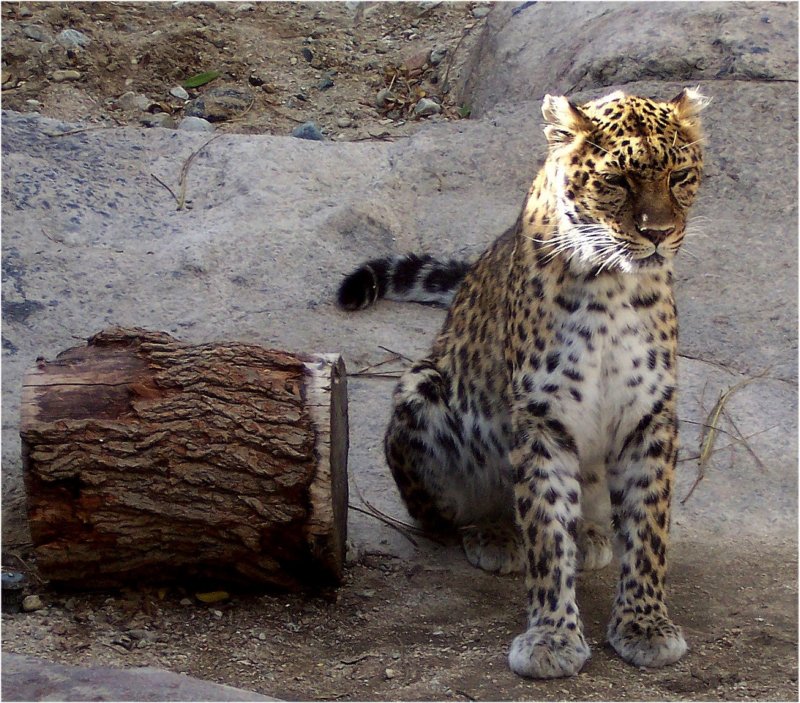 leopardpalmdesertlivingdesertmuseum.jpg