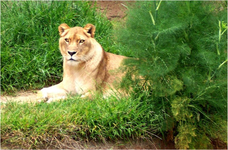 lionlosangeleszoo.jpg