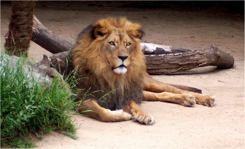 lionlosangeleszoo2.jpg