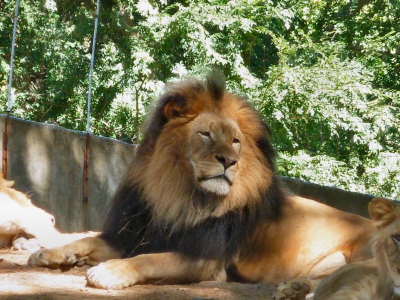 lionnationalzoowashingtondc.jpg